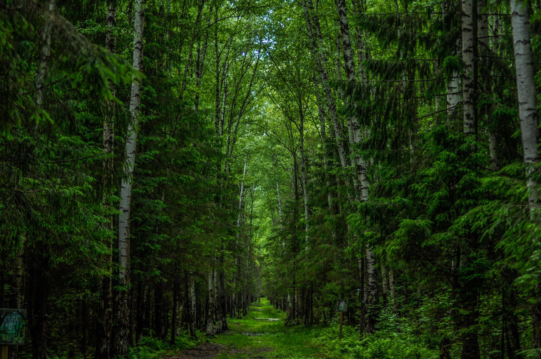 A green forest path stretching ahead beneath the trees